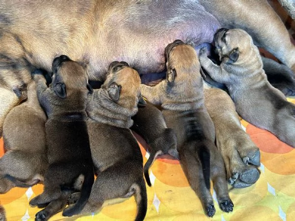Mastino Sudafricano  Cuccioli di Boerboel | Foto 1