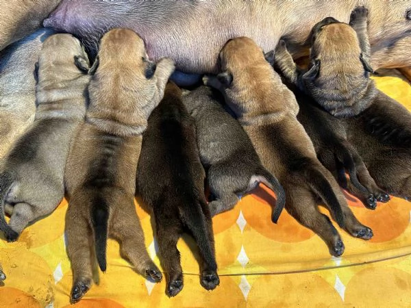 Mastino Sudafricano  Cuccioli di Boerboel | Foto 0