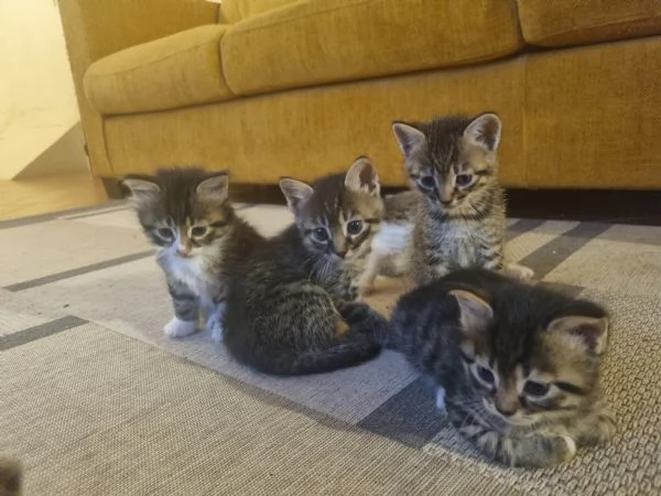 5 gattini alla ricerca di una nuova famiglia 