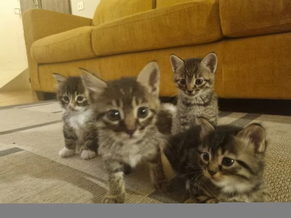 5 gattini alla ricerca di una nuova famiglia  | Foto 1