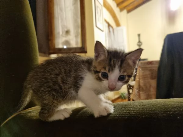 5 gattini alla ricerca di una nuova famiglia  | Foto 0