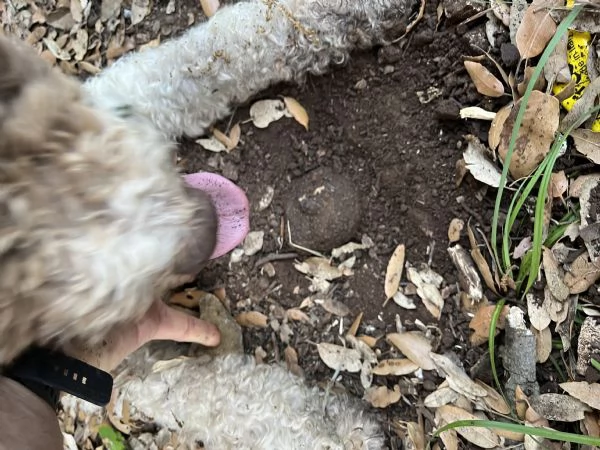 Cuccioli di Lagotto romagnolo