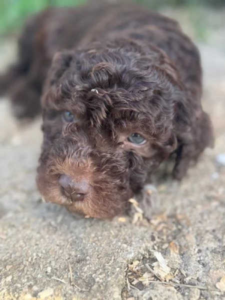Cuccioli di Lagotto romagnolo | Foto 2