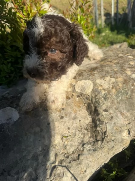 Cuccioli di Lagotto romagnolo | Foto 1