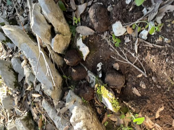 Cuccioli di Lagotto romagnolo | Foto 0