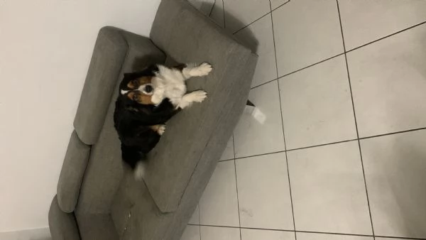Vendo cane