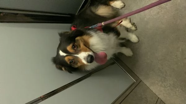 Vendo cane | Foto 1