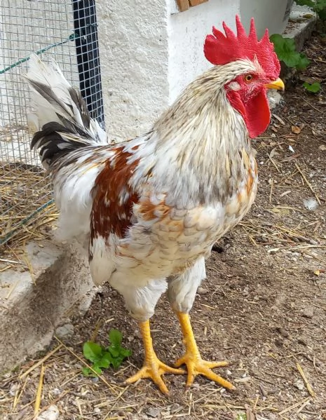 Gallo di Ovaiole Lohmann Brown 6 mesi