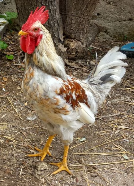 Gallo di Ovaiole Lohmann Brown 6 mesi | Foto 1