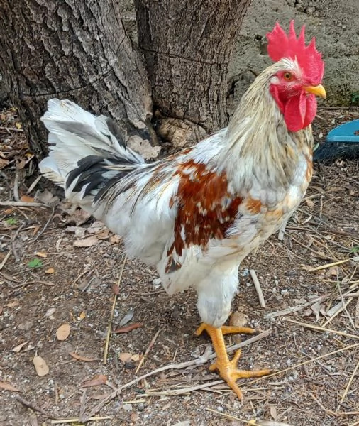 Gallo di Ovaiole Lohmann Brown 6 mesi | Foto 0