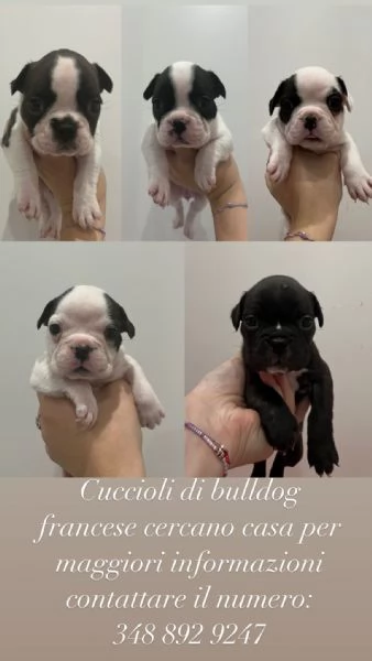 Cuccioli bulldog francese vendo 