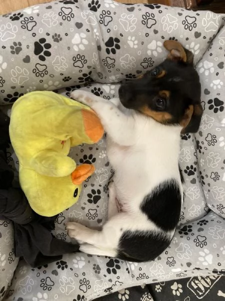 Vendesi cucciolo di Jack Russel