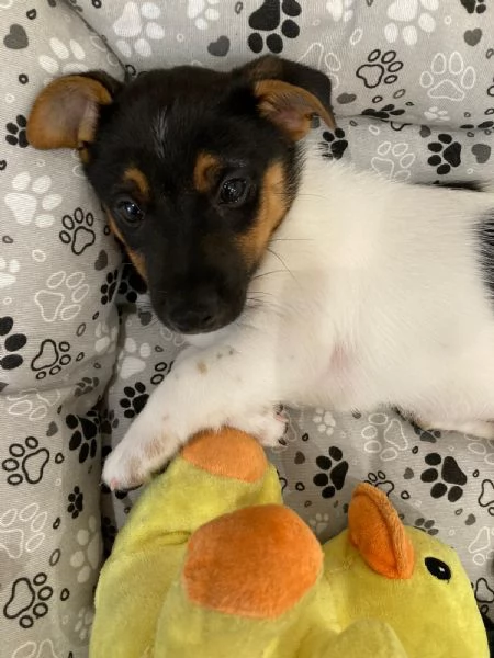 Vendesi cucciolo di Jack Russel | Foto 1