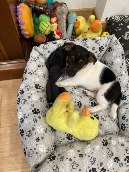 Vendesi cucciolo di Jack Russel | Foto 0