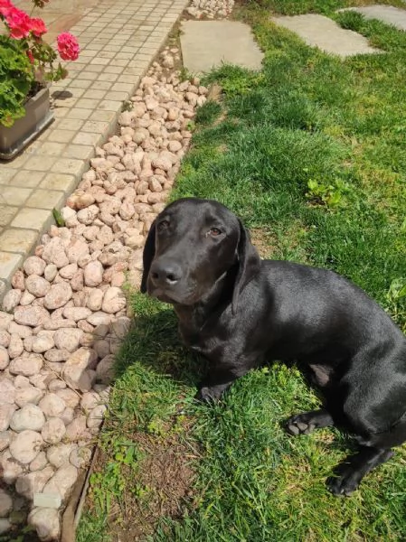 regalo cane