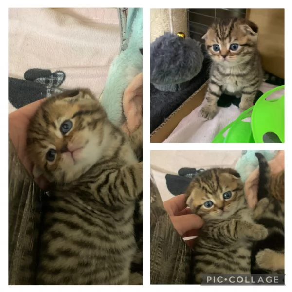 Scottish shorthair