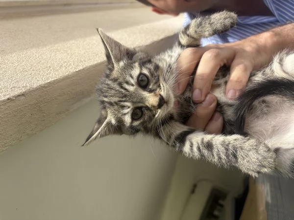 Gattine due mesi cercano casa  | Foto 0