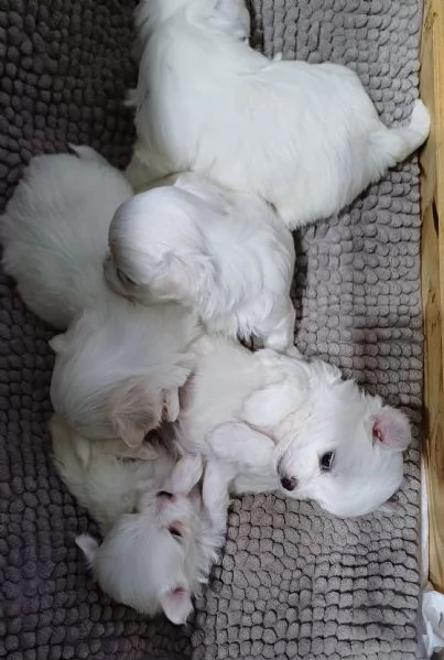 Maltese
