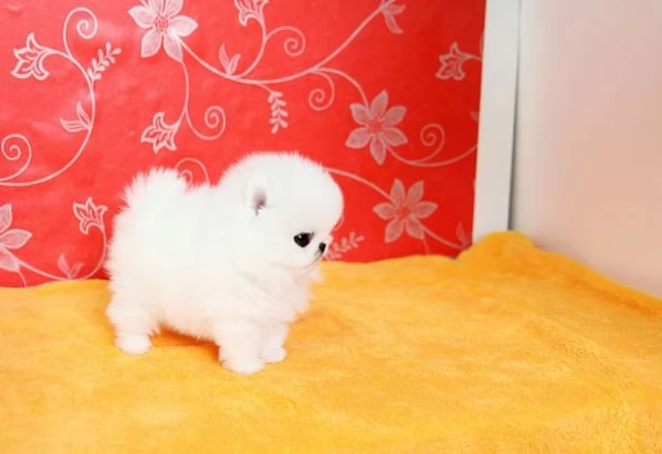Taglia Piccola Volpino di Pomerania
