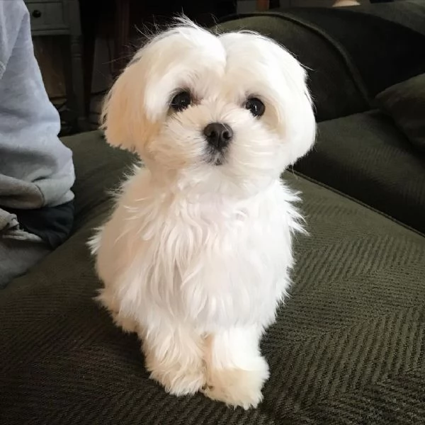 Cuccioli di razza MINI Maltese