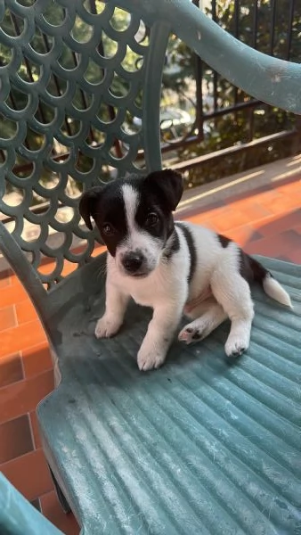Jack russel 