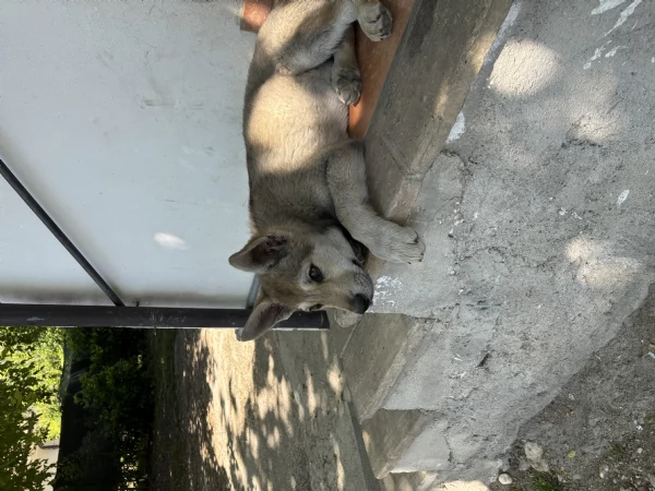 Lupo cecoslovacco 
