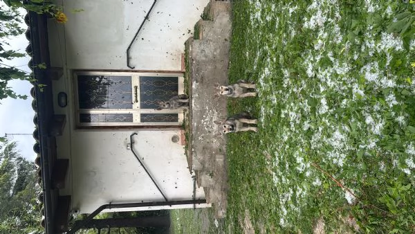 Lupo cecoslovacco  | Foto 1