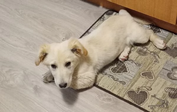 Cucciolo meticcio 