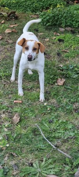 LUCKY  bellissimo cagnolino rinuncia di propriet | Foto 6