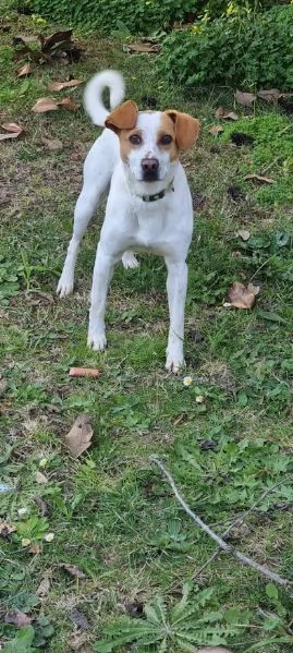 LUCKY  bellissimo cagnolino rinuncia di propriet | Foto 5
