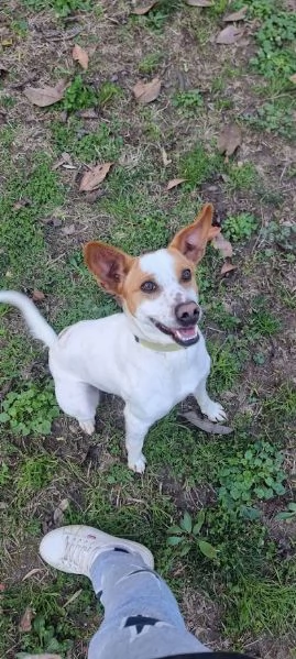 LUCKY  bellissimo cagnolino rinuncia di propriet | Foto 4