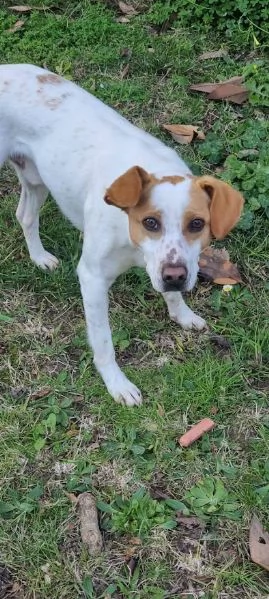 LUCKY  bellissimo cagnolino rinuncia di propriet | Foto 3