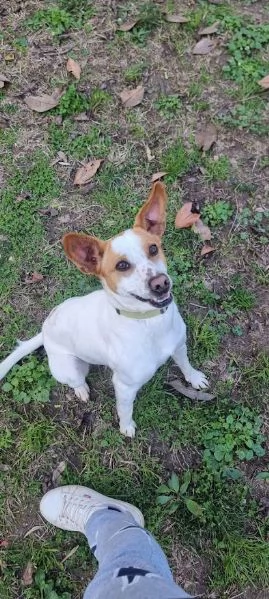 LUCKY  bellissimo cagnolino rinuncia di propriet | Foto 2
