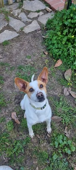 LUCKY  bellissimo cagnolino rinuncia di propriet | Foto 1
