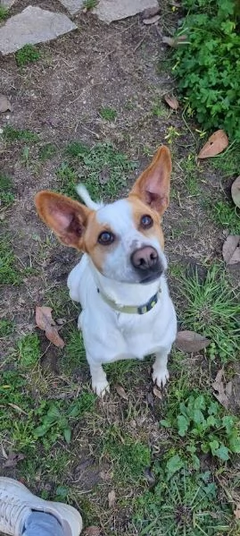 LUCKY  bellissimo cagnolino rinuncia di propriet