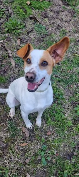 LUCKY  bellissimo cagnolino rinuncia di propriet | Foto 0