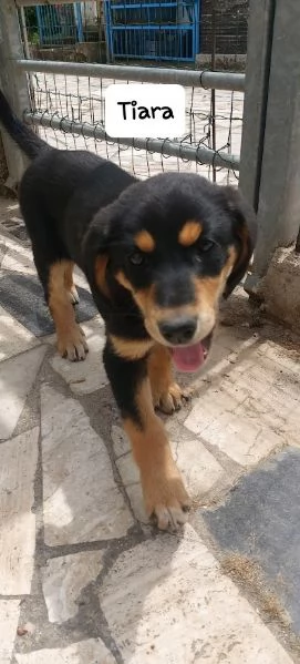 BELLISSIMA E DOLCE CUCCIOLA | Foto 0