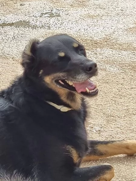 DOLCE GIORDIE cagnolino invisibile | Foto 6