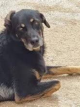 DOLCE GIORDIE cagnolino invisibile