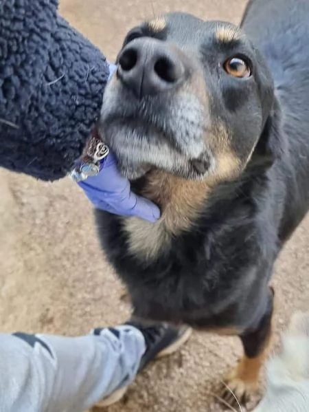 DOLCE GIORDIE cagnolino invisibile | Foto 3