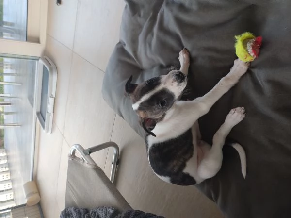 Levrieri Whippet 