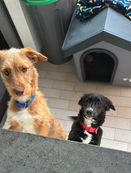 Cerco Famiglia per 2 cagnolini