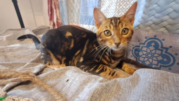 Cuccioli Bengala | Foto 5