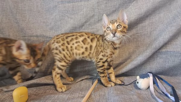Cuccioli Bengala