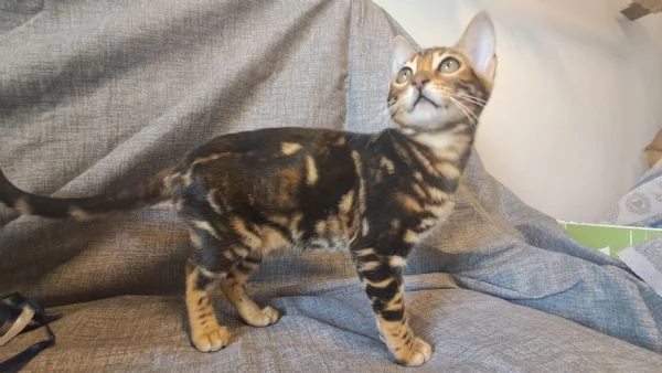 Cuccioli Bengala | Foto 4
