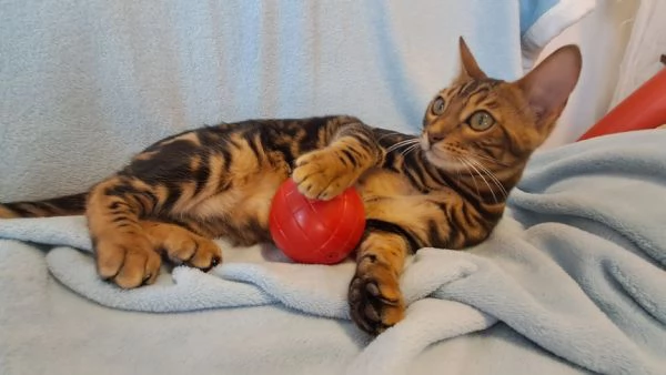 Cuccioli Bengala | Foto 4