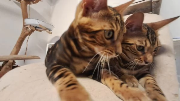 Cuccioli Bengala | Foto 3