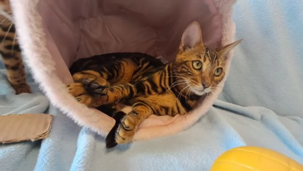 Cuccioli Bengala | Foto 2