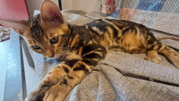 Cuccioli Bengala | Foto 1