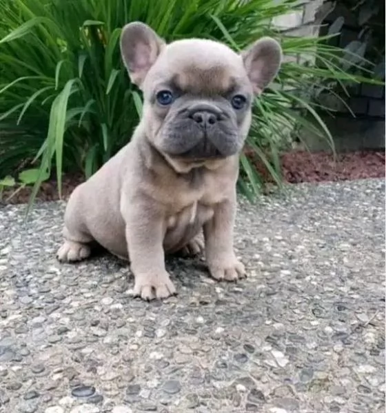 Disponibili Bulldog maschio e femmina | Foto 0